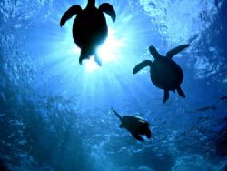 "Into the Light" by Glenn Poulain 